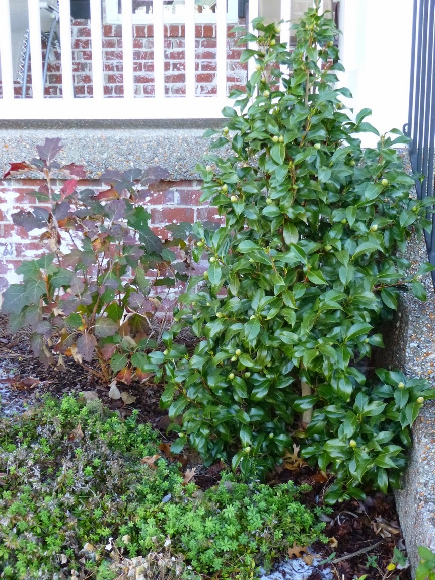 Plants And Animals Aucuba Is Perfect Plant For Landscape And