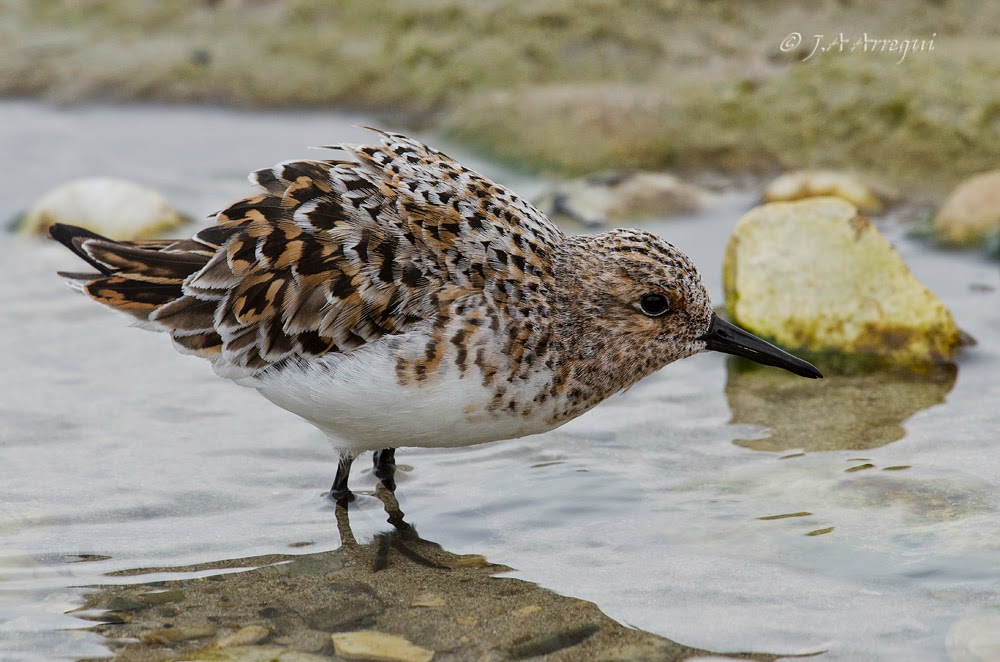 Correlimos tridactilo, Calidris alba, Sanderling Correlimos tridactilo, Calidris alba, Sanderling