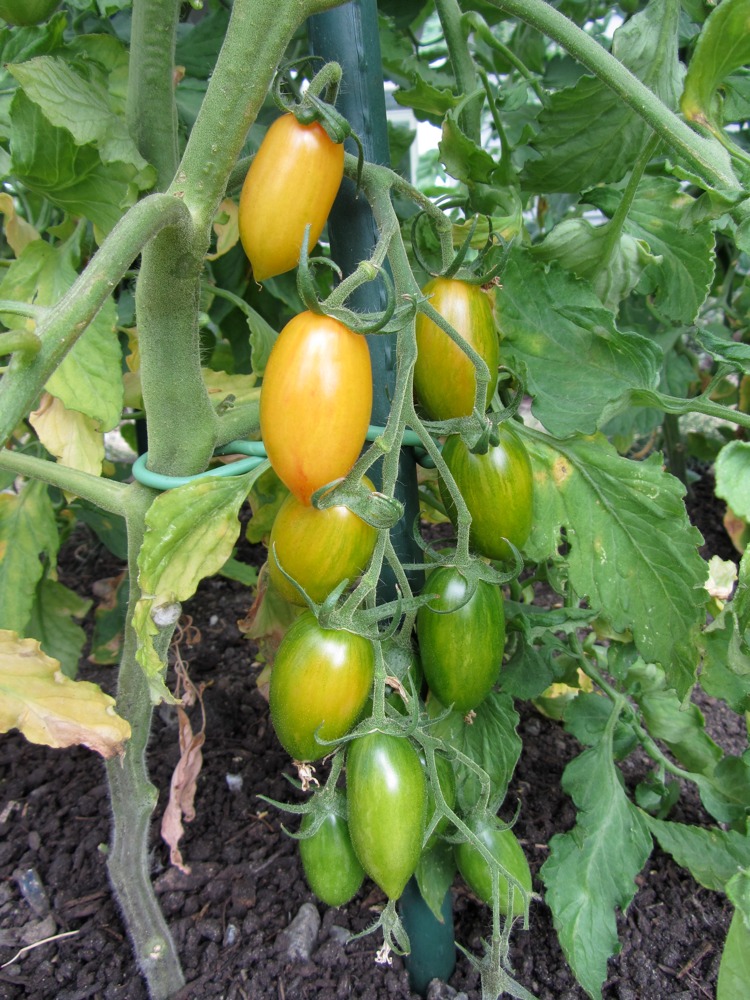 Pacific Northwest Gardener Tomatoes Finally Ripening