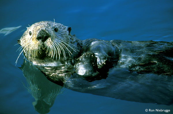 Sea Otter Animal Wildlife Sea Otter Animal Wildlife