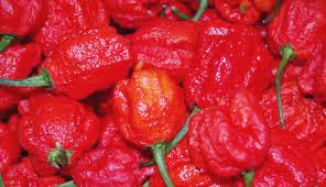 [FOTO] CABE CAROLINA REAPER TERPEDAS DI DUNIA Cabe Carolina Reaper Versi Guinness World Records