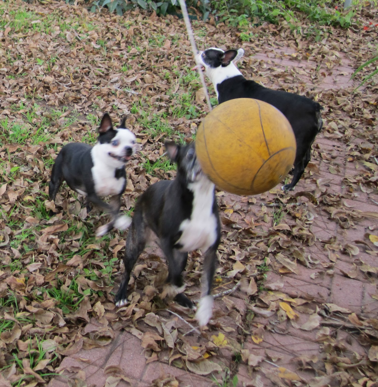 can we have a new witch ours melted the tether ball game