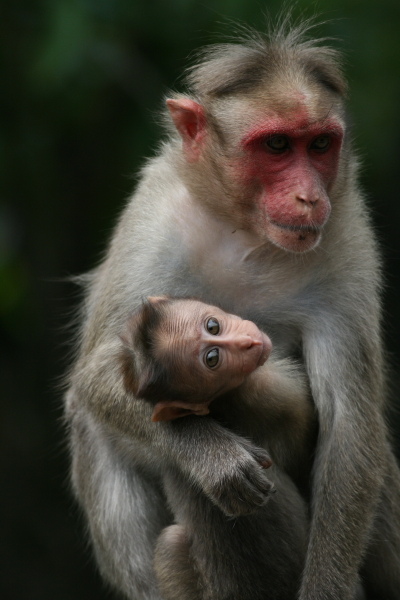 surrogate mother research paper surrogate mother research paper