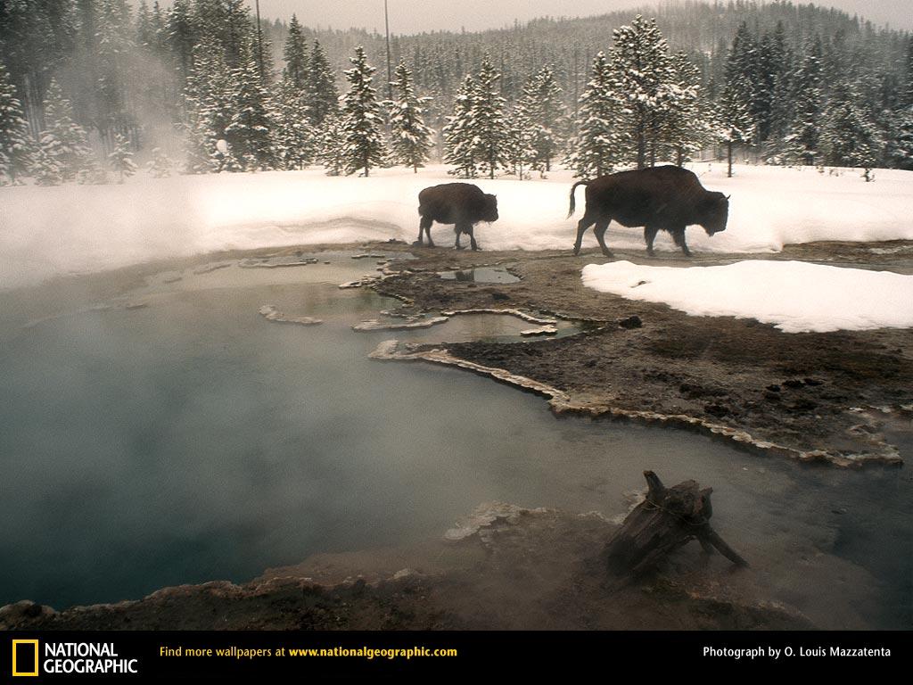 Free High-Definition Wallpapers: Nat Geo Wallpaper Free Download 1024x768