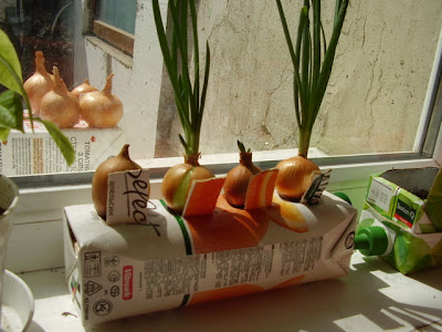 как вырастить зеленый лук на окне