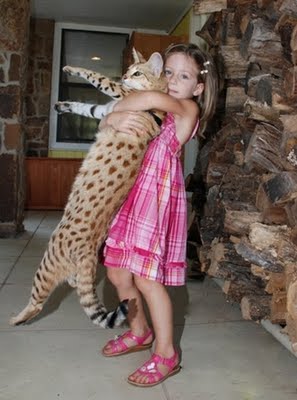 Tallest House Cat Record Tallest House Cat Record