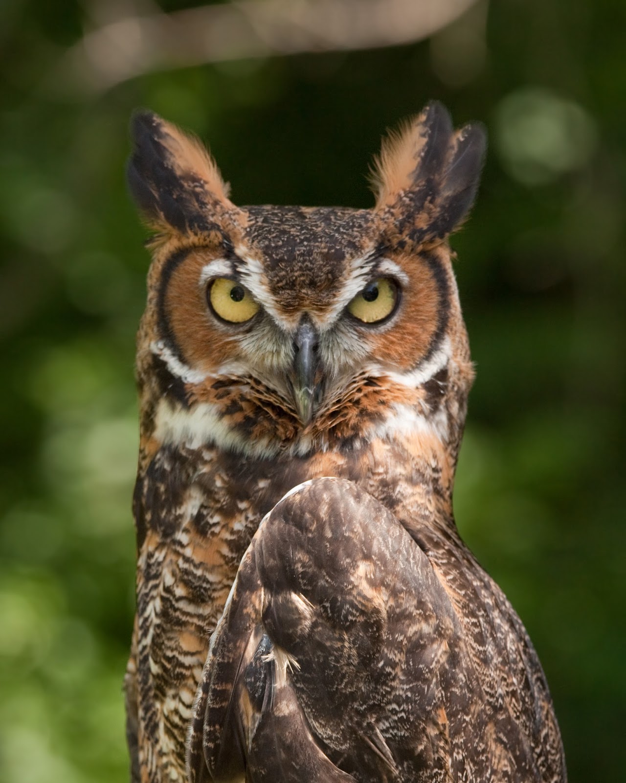 Carnivores and Super Predators: Owls Pics