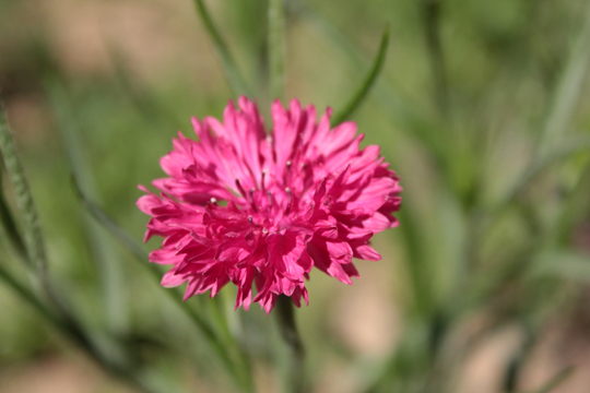 pink cornflower