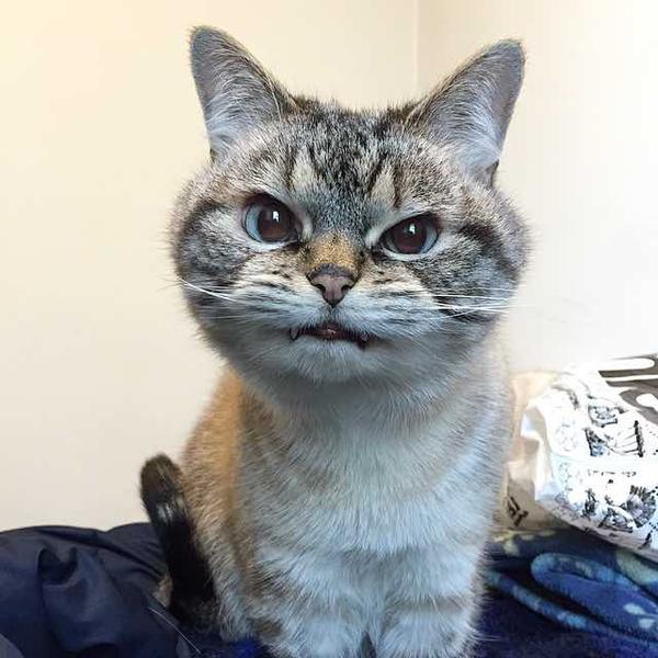 Локи - кот с вампирскими клыками Локи - кот с вампирскими клыками