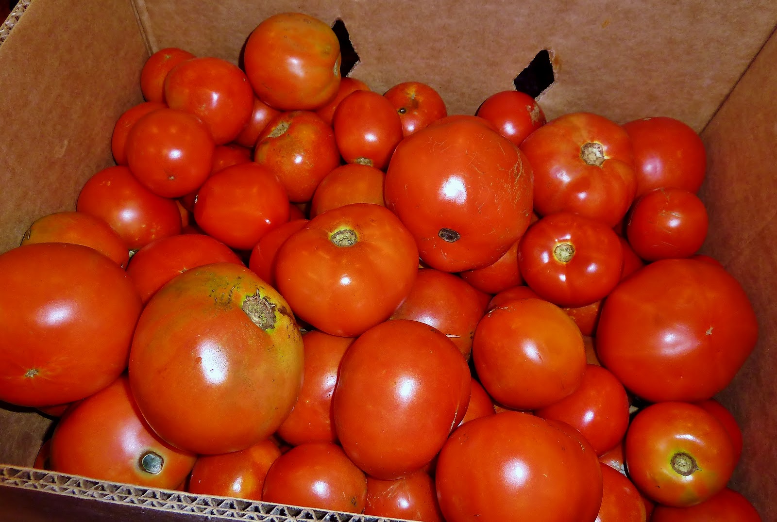 Christine's Kitchen Chronicles Canning Whole Peeled Tomatoes