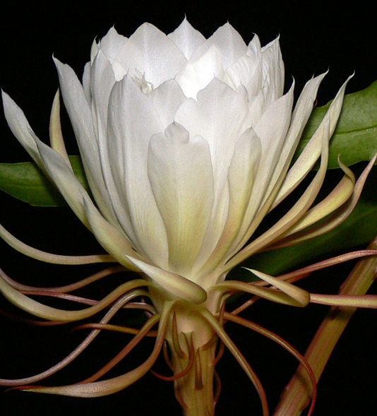 Epiphyllum Midnight Bloom For Soup My Daily Wok