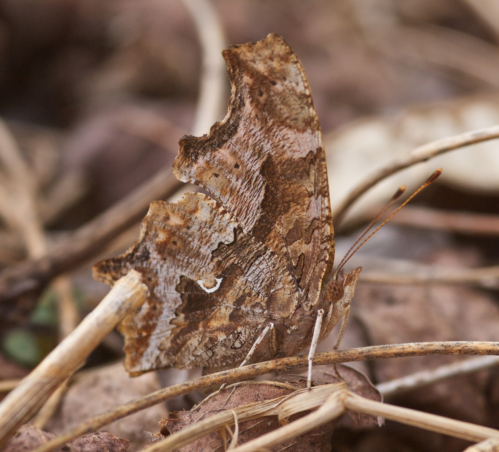 David Marvin Photography Lansing, Michigan Butterfly Camouflage