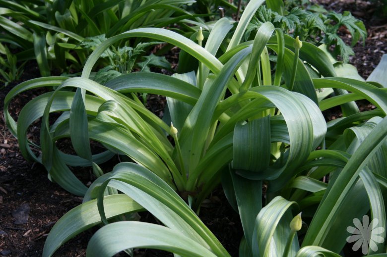 HOW TO GROW ALLIUM GIGANTEUM FROM SEED The Garden of Eaden