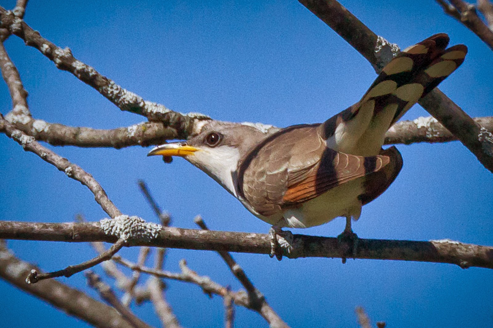 Feather Tailed Stories Yellowbilled Cuckoo