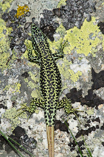 Lagartija carpetana, Iberolacerta cyneri. Lagartija carpetana, Iberolacerta cyneri.