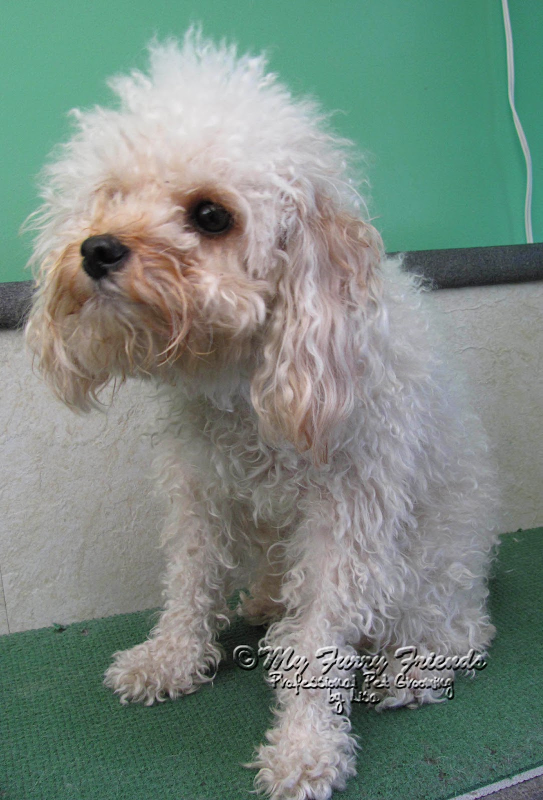 Pet Grooming The Good, The Bad, & The Furry A Poodle Makeover