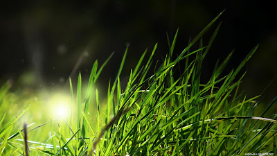 Grass Full HD Jungle Nature Background Wallpapers Widescreen