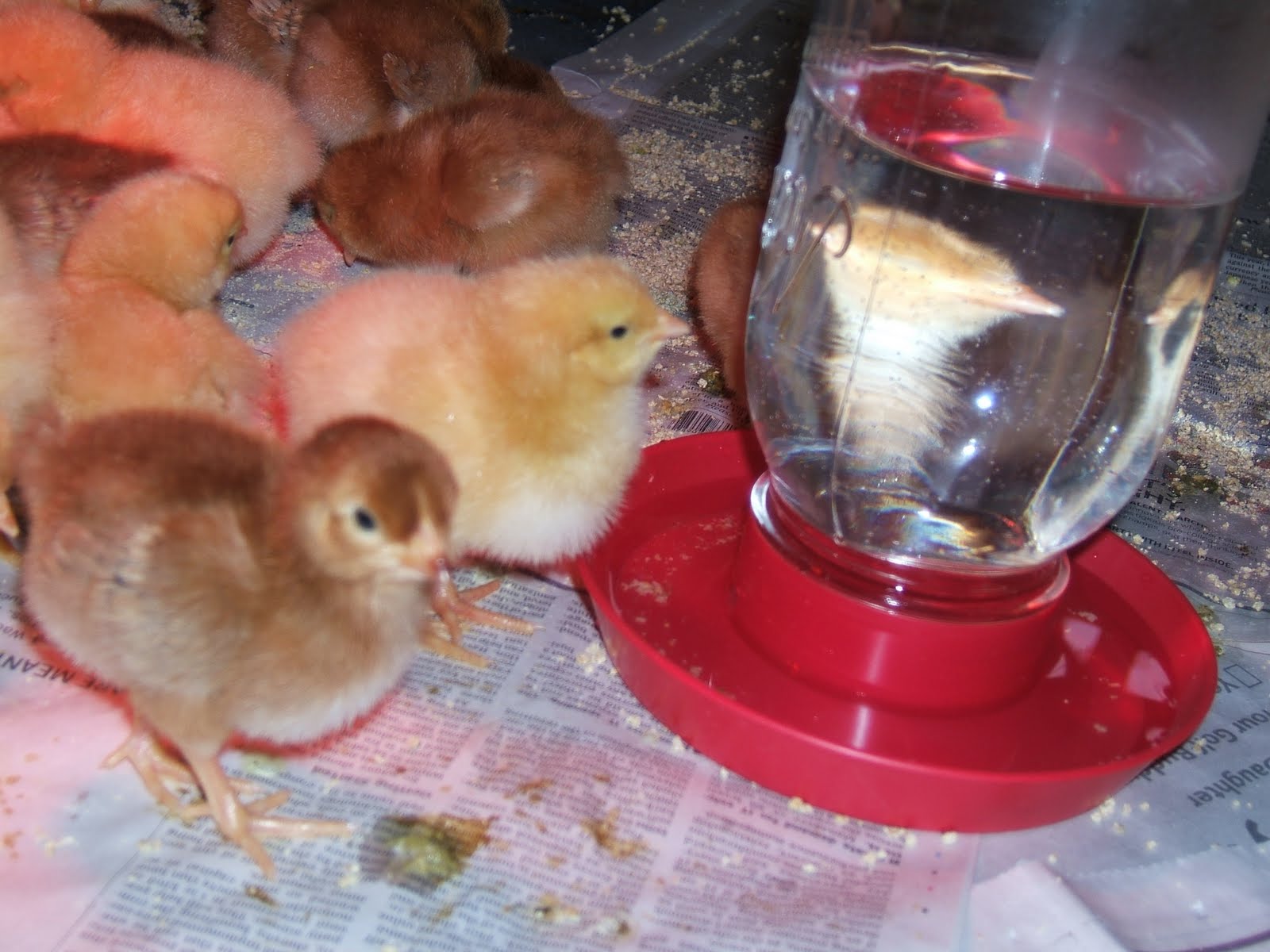 Reader Questions Heat Lamps and Baby Chicks Community Chickens
