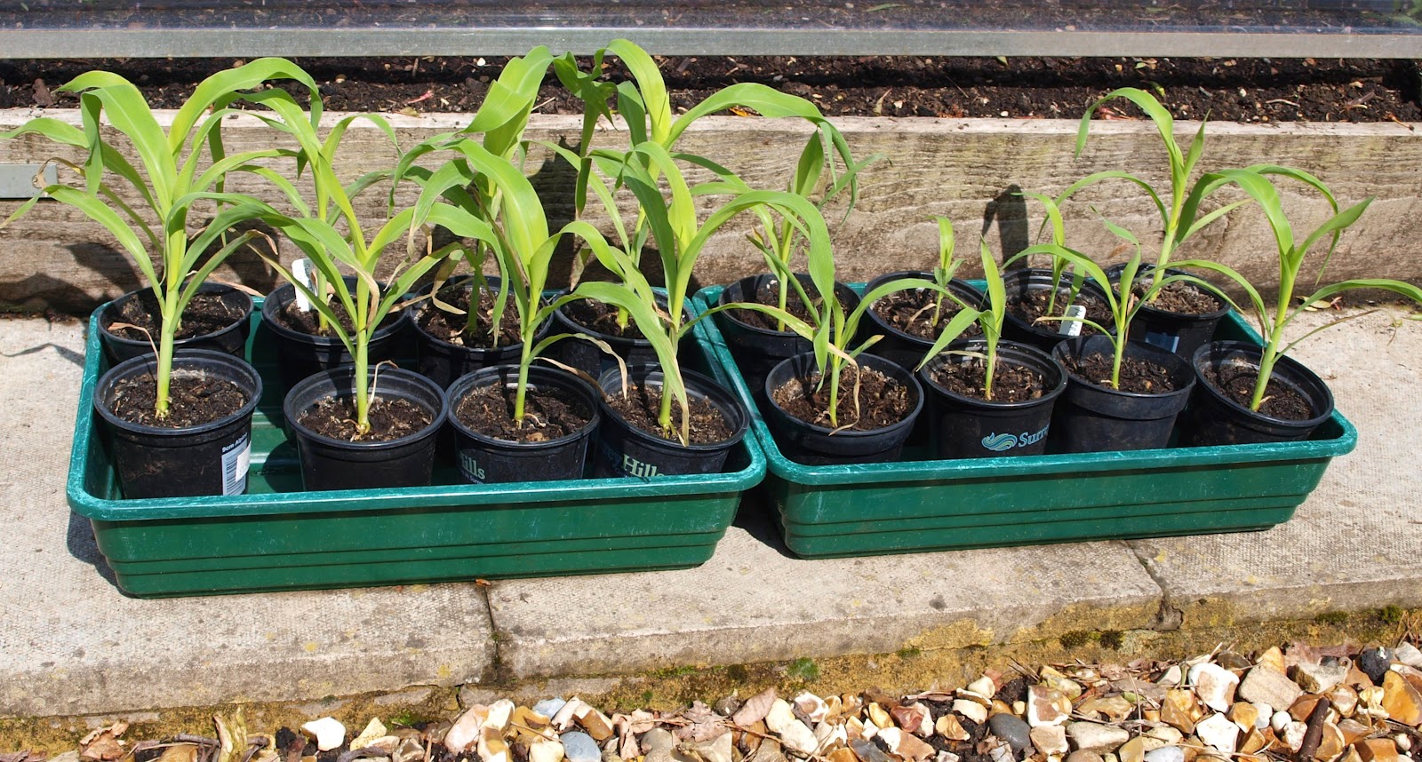 Sweet Corn Seedlings