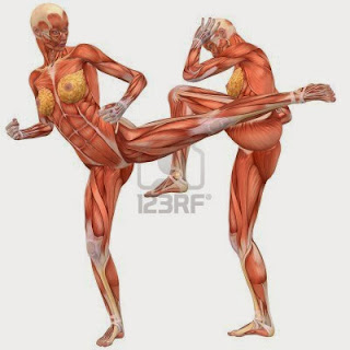 Cuerpo+Humano+Organos+Femenino EL LABORATORIO DEL COLE: APARATOS Y ÓRGANOS DEL CUERPO HUMANO