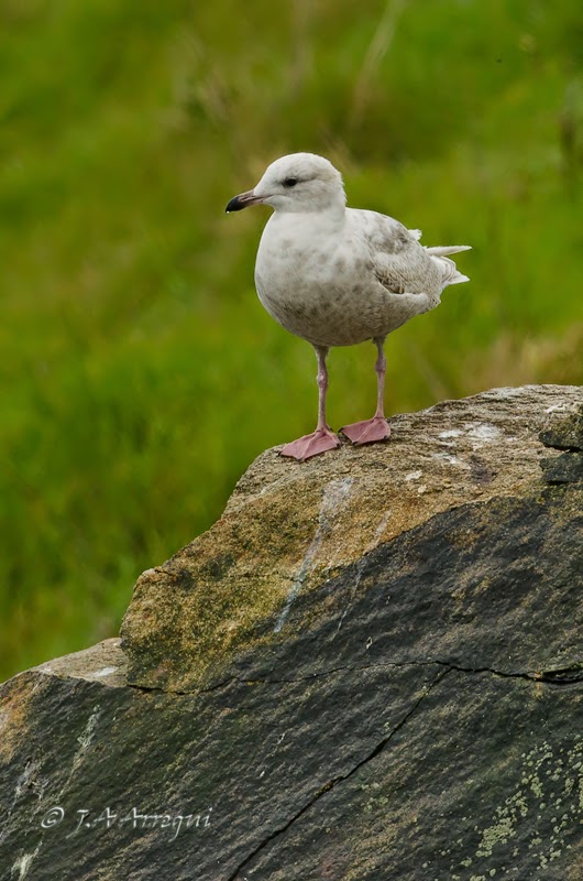 Gaviota groenlandesa, Larus galucoides kumlieni, Kumlien´s gull Gaviota groenlandesa, Larus galucoides kumlieni, Kumlien´s gull