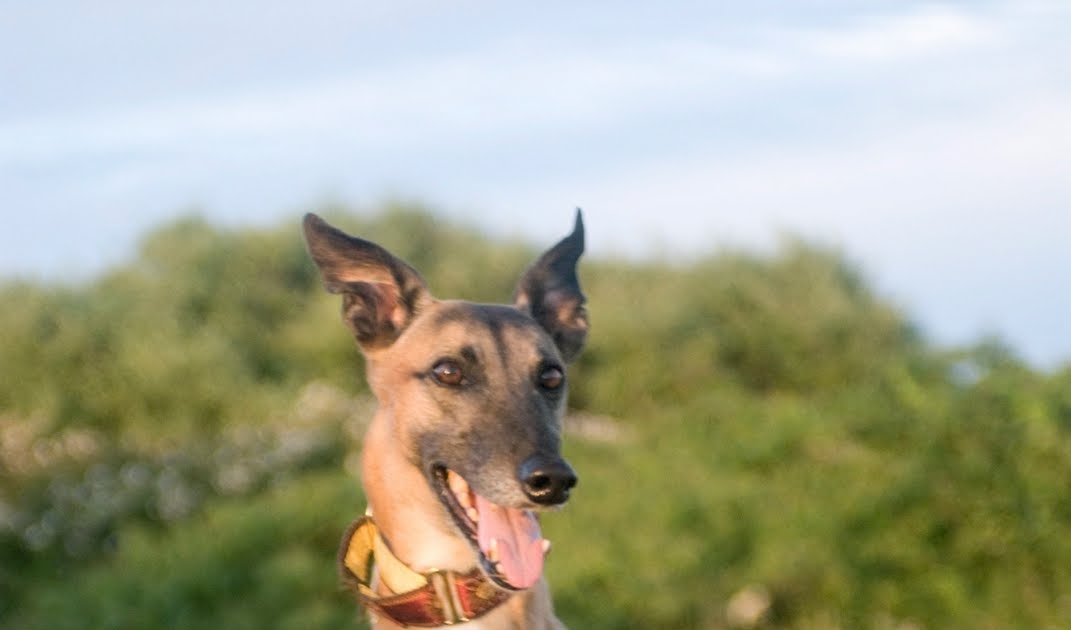 Saving Greys, by GREY2K USA Worldwide A Victory for Greyhounds in South Africa