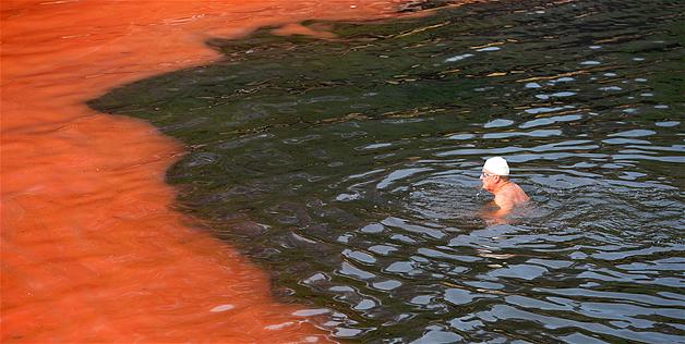 algal bloom red tide algae algal bloom red tide algae