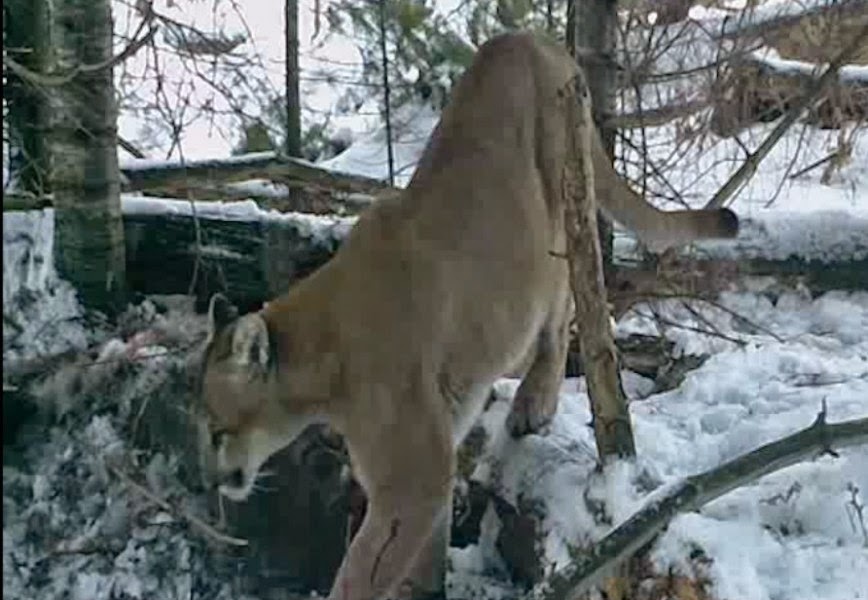 Wolves Wolf Facts Cougars Cougar Facts Coyotes Coyote Facts