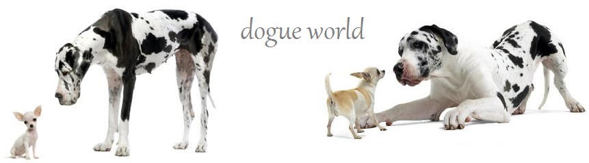 dogue world