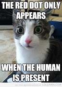  is for cat memes: a backlog of photos img 