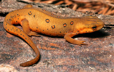salamandra de manchas rojas Notophthalmus viridescens