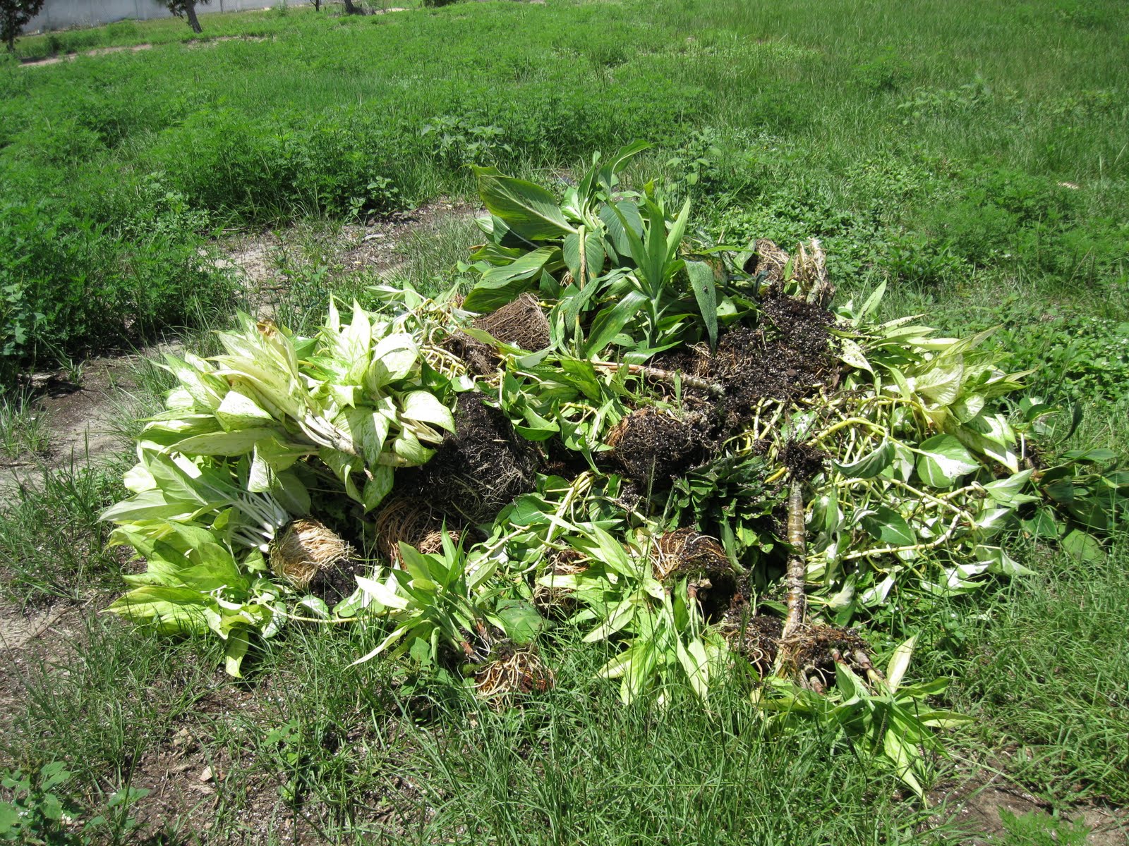 Plant Daddy My 3 Step Program for Bad Plants......