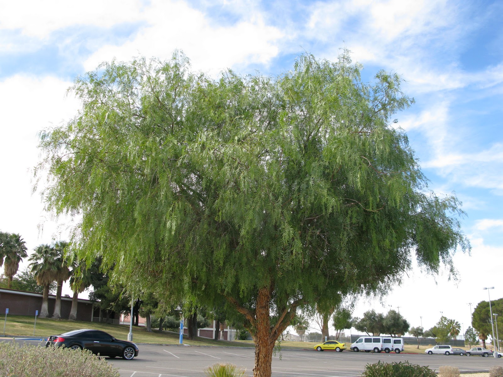 trees mesquite chilean prosopis figgy roadrunners pudding xeric chilensis