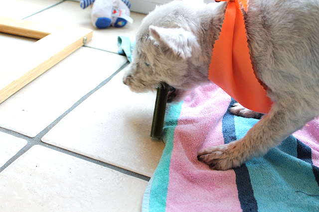 cute puppy dog eating dentastix rosie doggy halloween westie west highland terrier