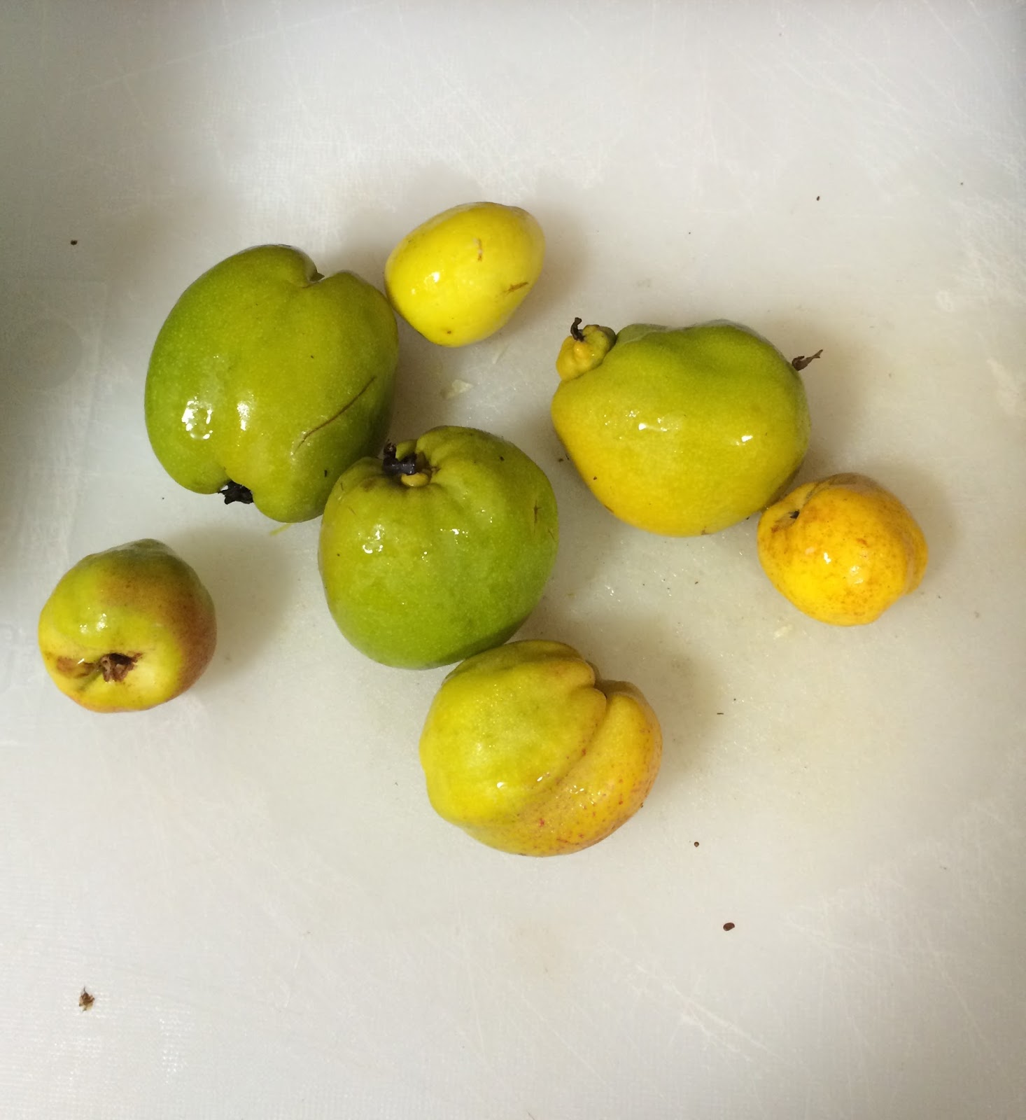 Gardening Granny S Gardening Pages Flowering Quince