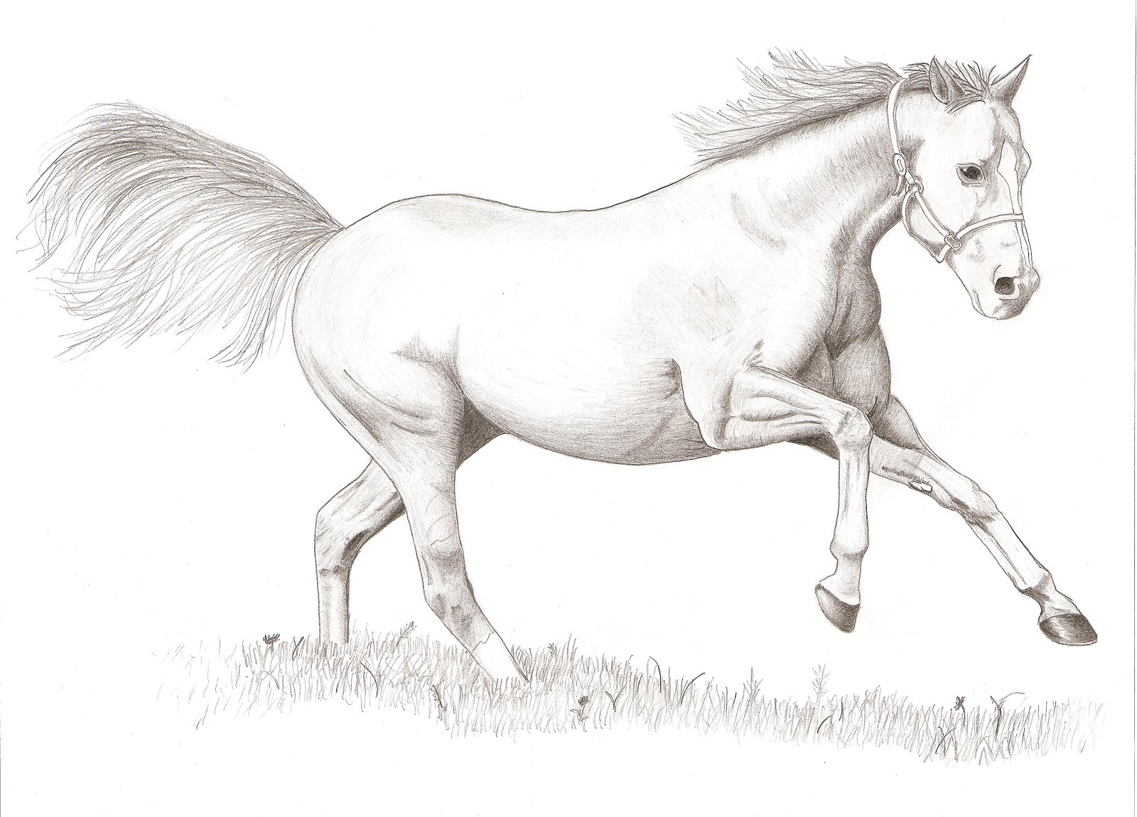  How To Draw Horse in the world Check it out now 