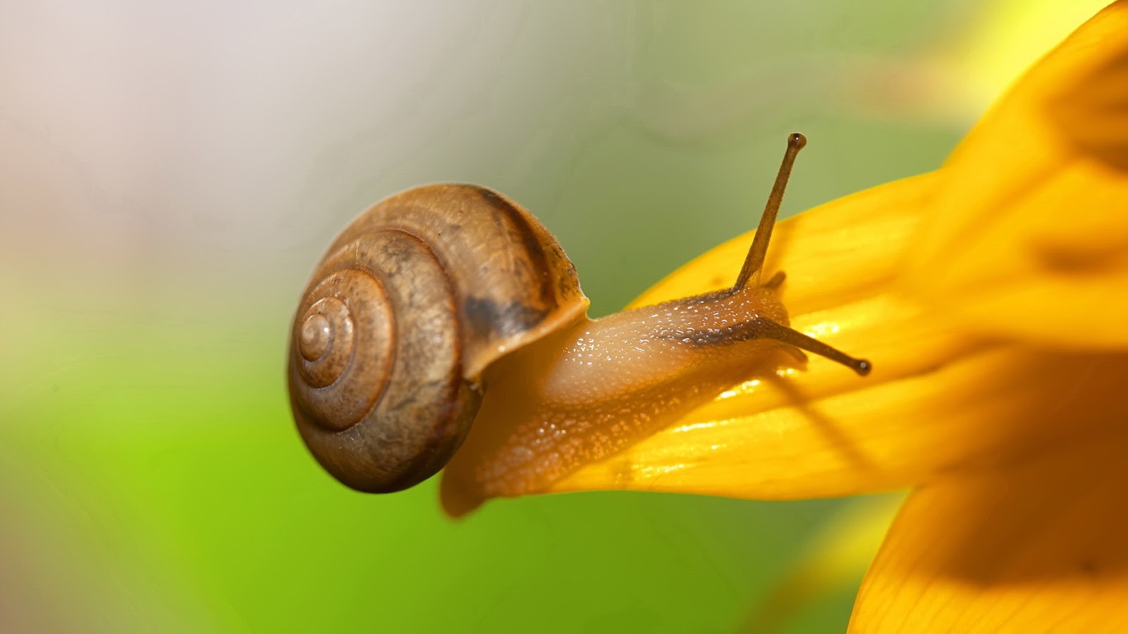 Snail-HD-Wallpaper.jpg
