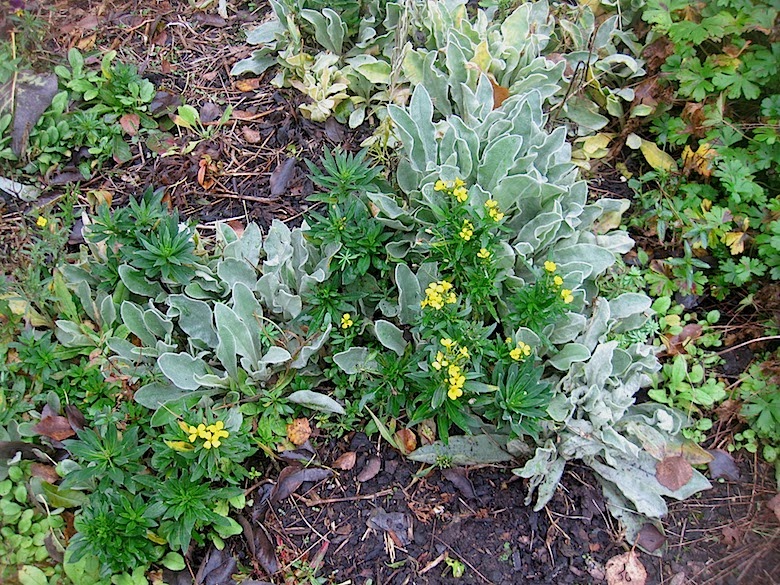 Types Of Red Berries That Grow On Trees Or Shrubs Identification