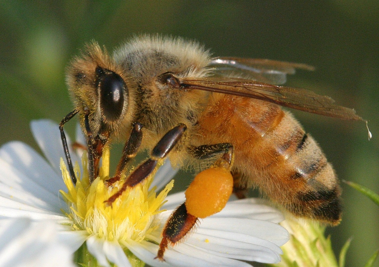UN RINCÓN DEL ALMA LA ABEJA CASTIGADA