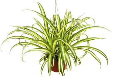 Spider plant in hanging basket.