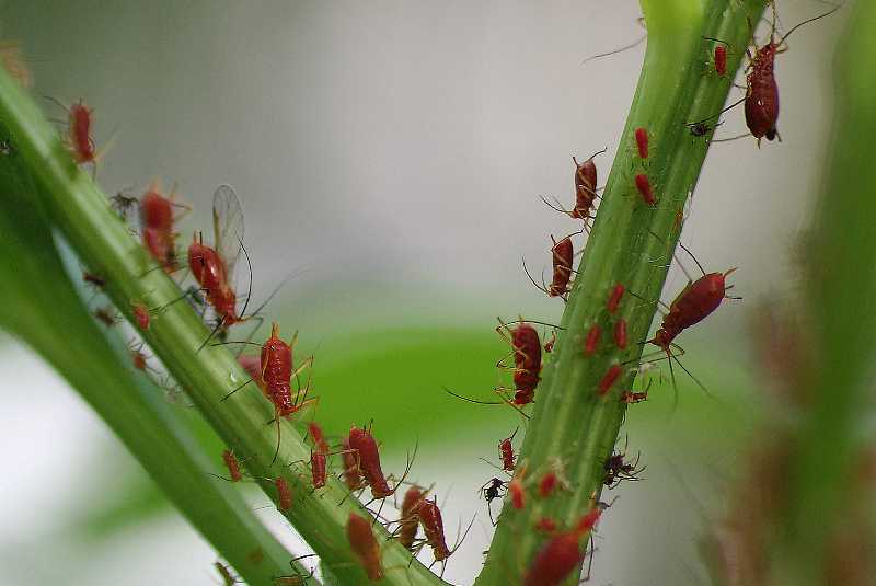 Funny Image Collection: Tree Insect identification, pictures!