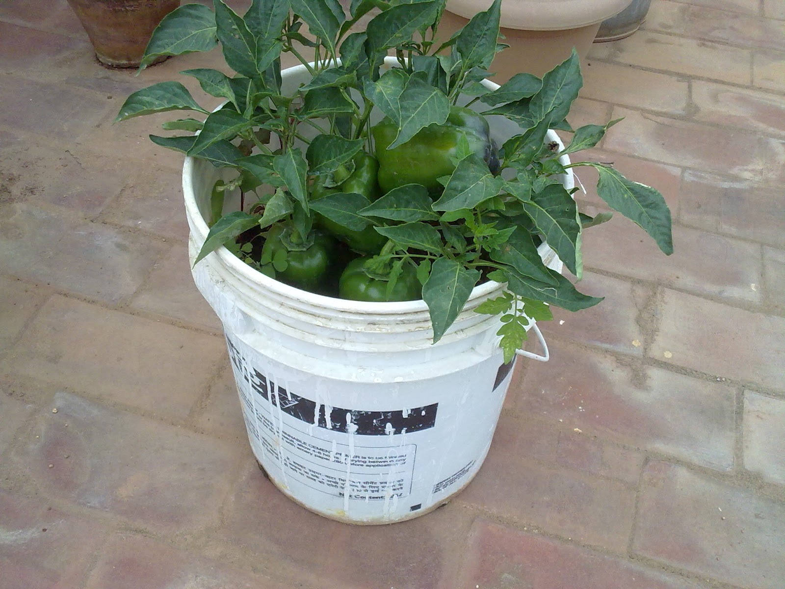 Terrace Gardening: My Experiences: Just back from Terrace Gardening