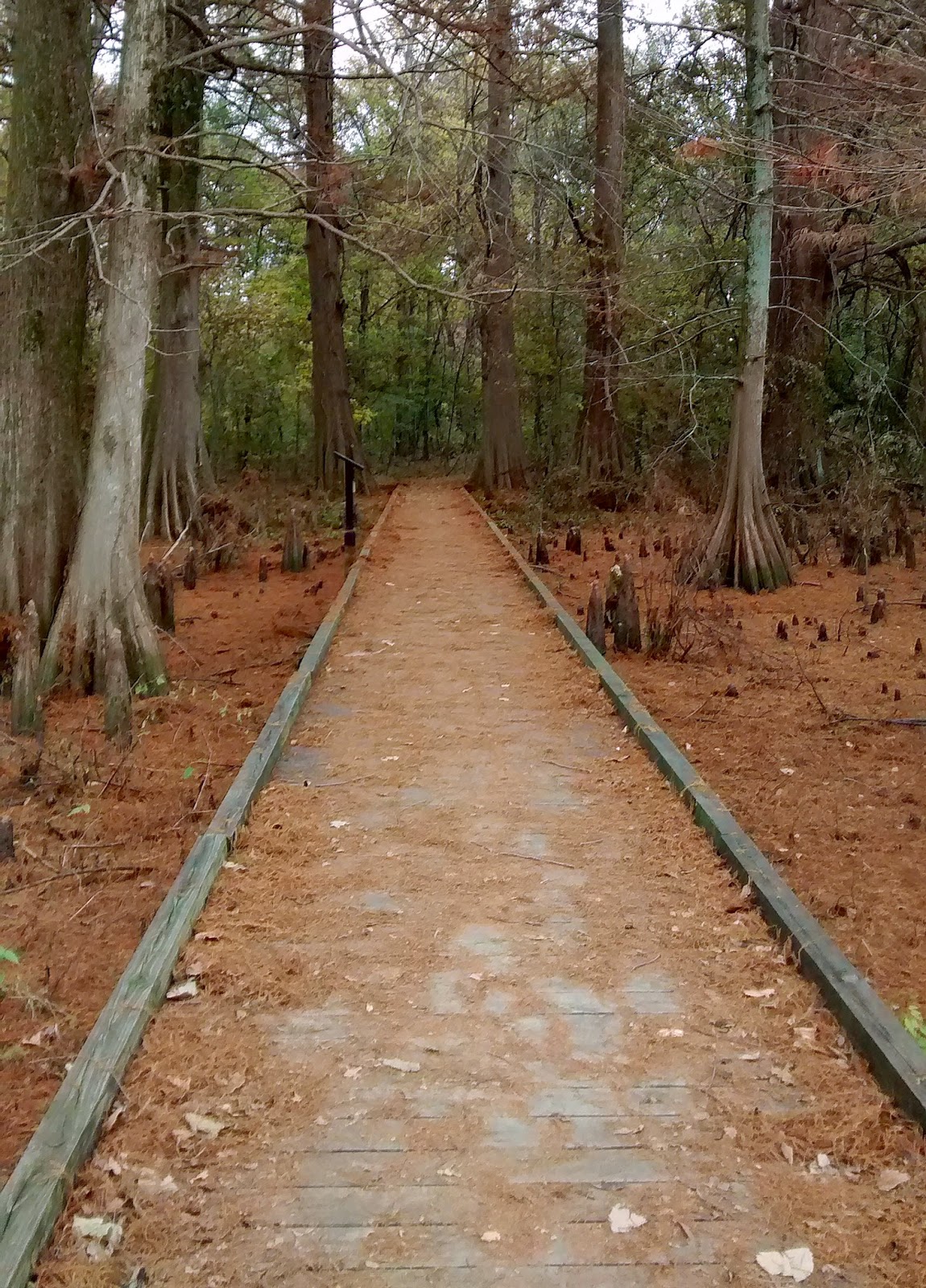 Living Rootless Greenville, Mississippi Cypress Reserve 2014