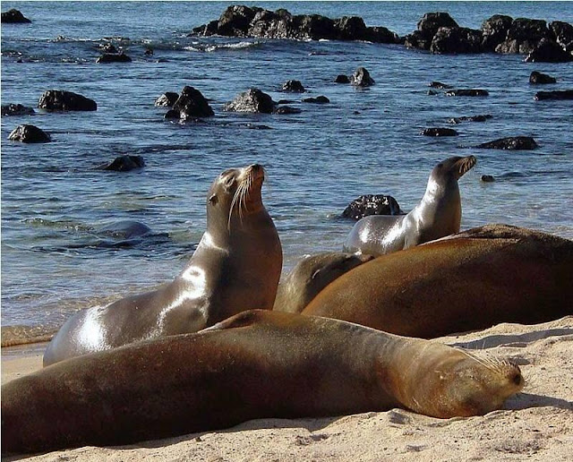 Animals - Galapagos Island Seen On www.coolpicturegallery.us