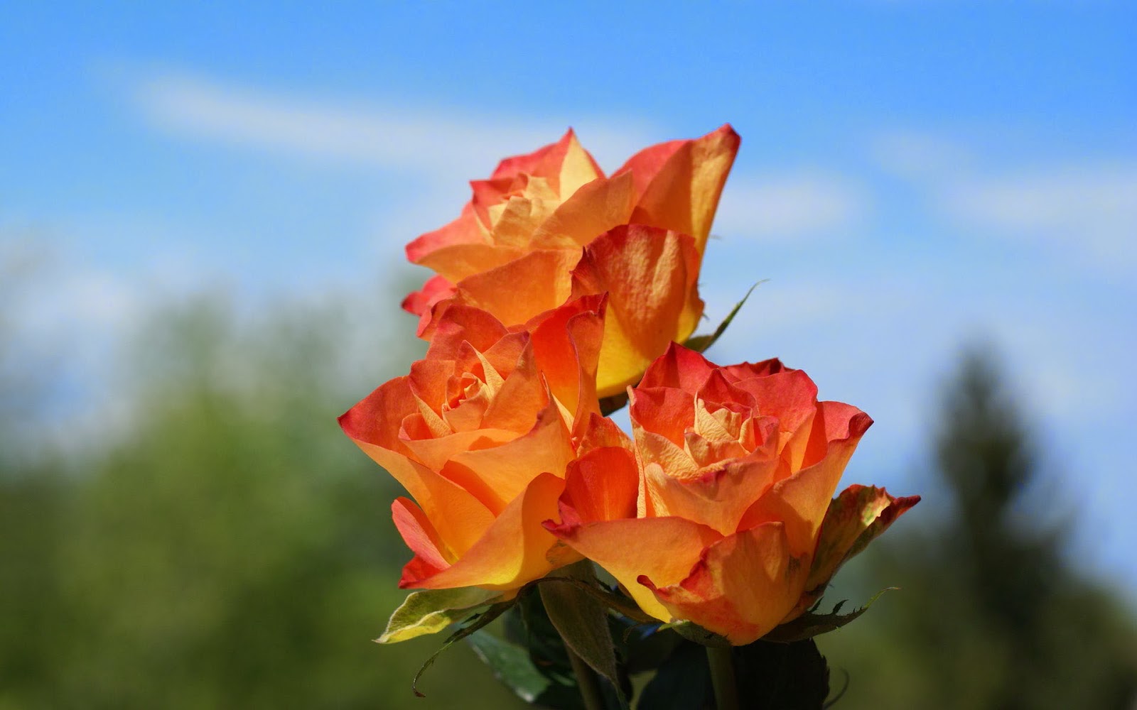 Orange Unique Rose Orange Unique Rose