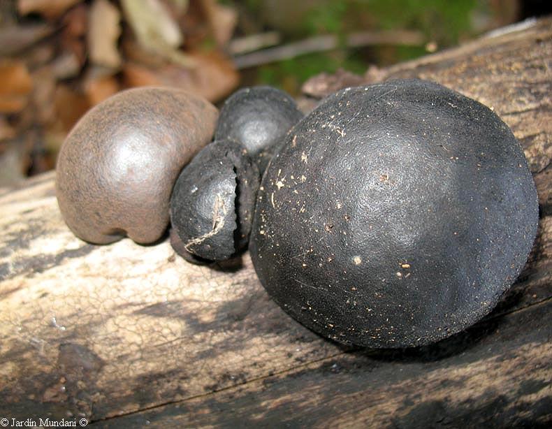Daldinia Concentrica
