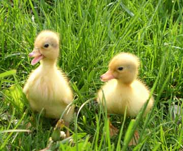 Picture of Ducks Picture of Ducks