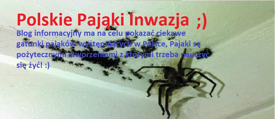 Polskie Pająki Inwazja