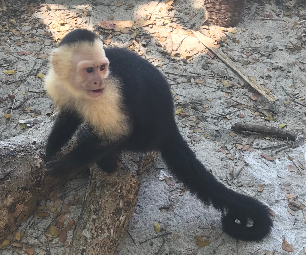 Manuel Antonio National Park