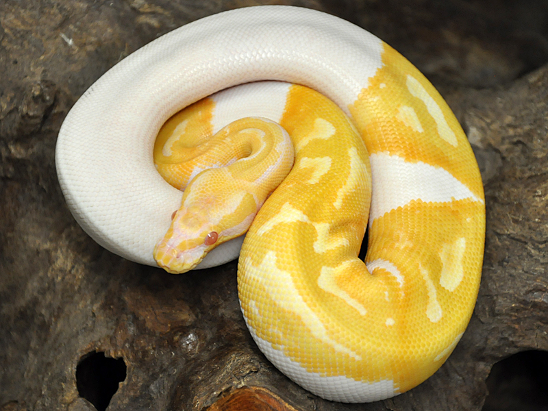 albino+piebald+ball+python.jpg